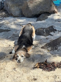 Dog friendly beach a short drive away