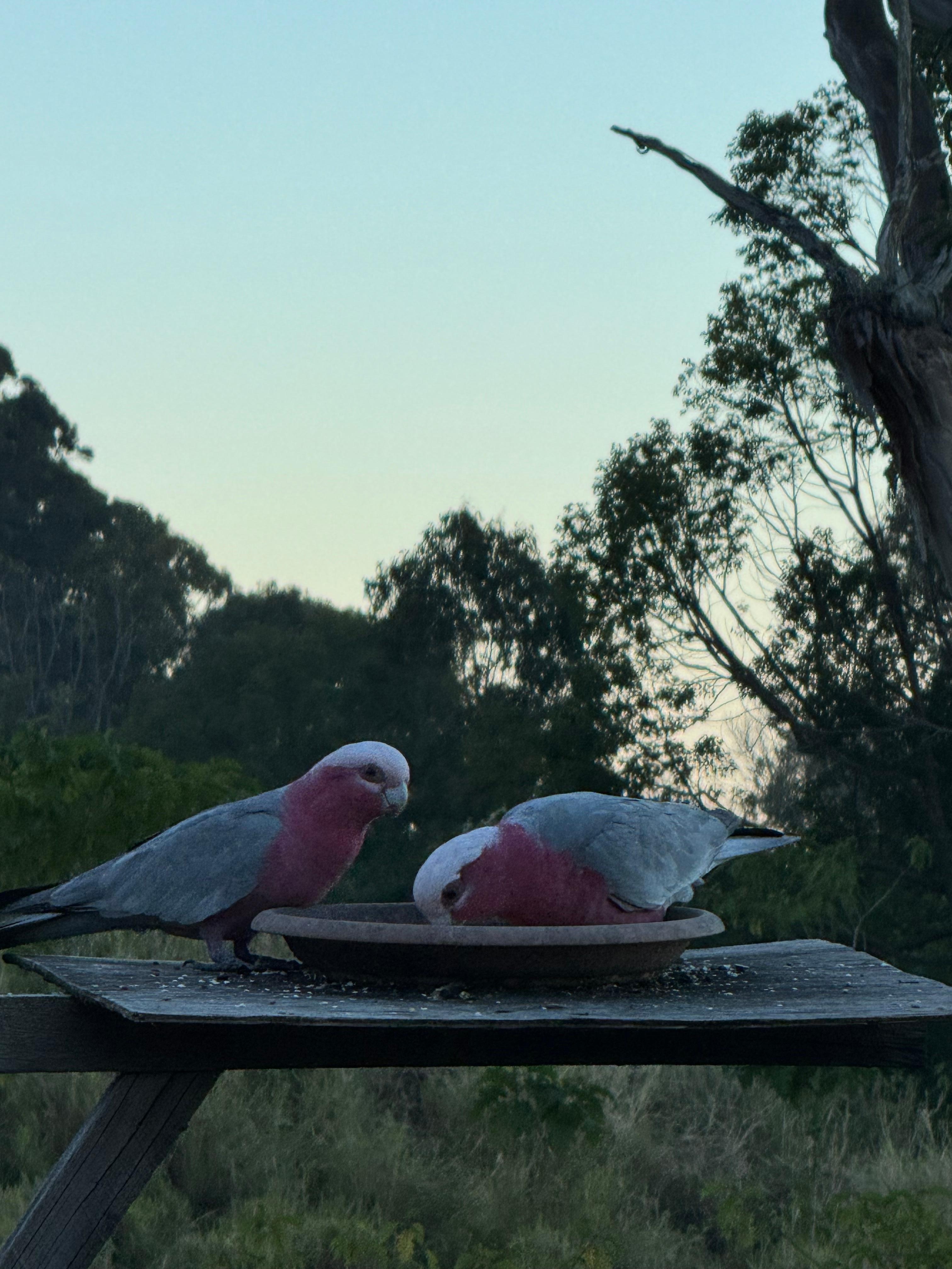 A couple of our bird visitors 