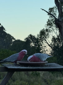A couple of our bird visitors