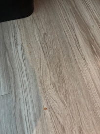 Dried food on floor upon check-in