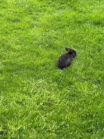 Bunny
