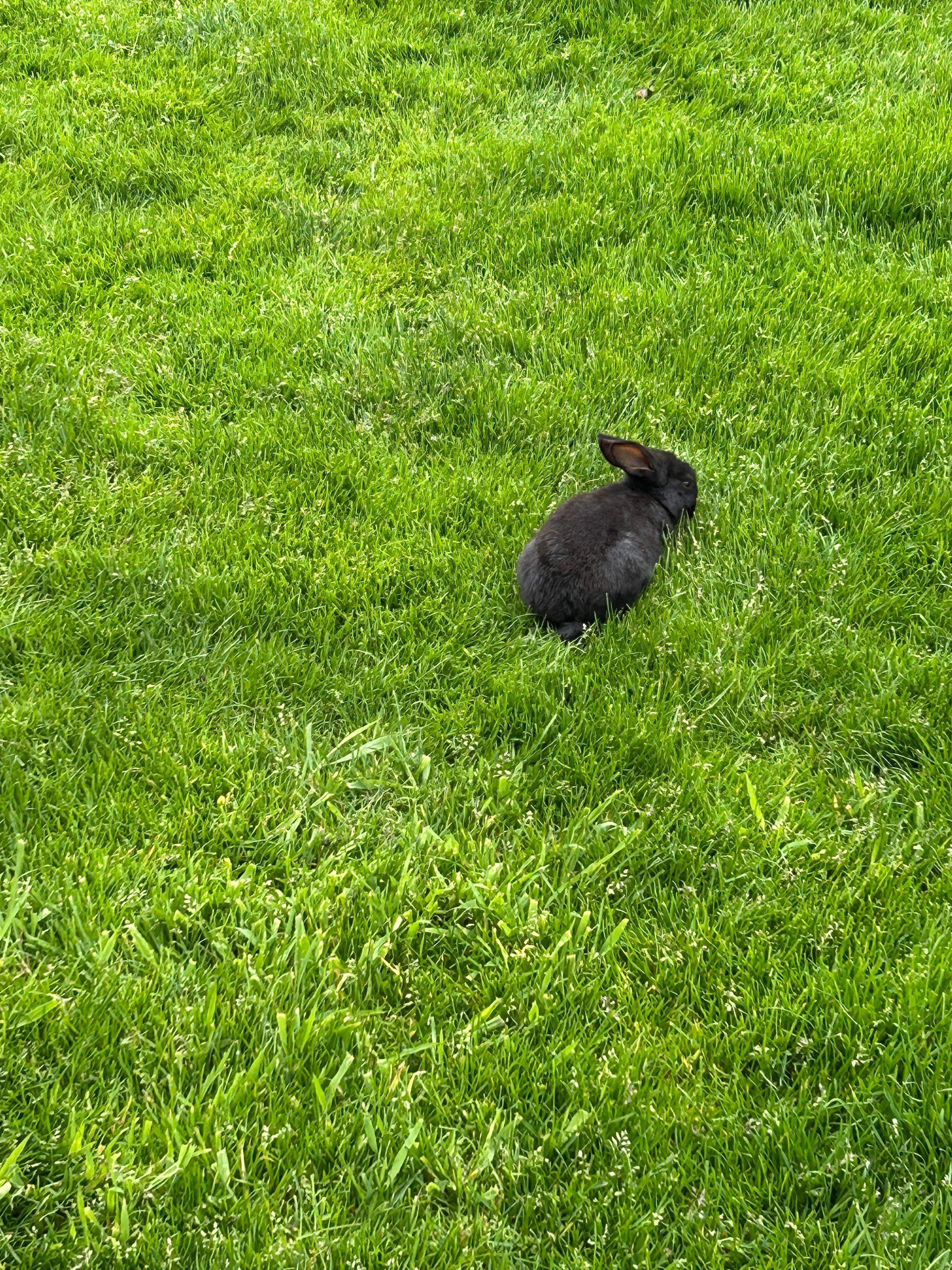 Bunny 