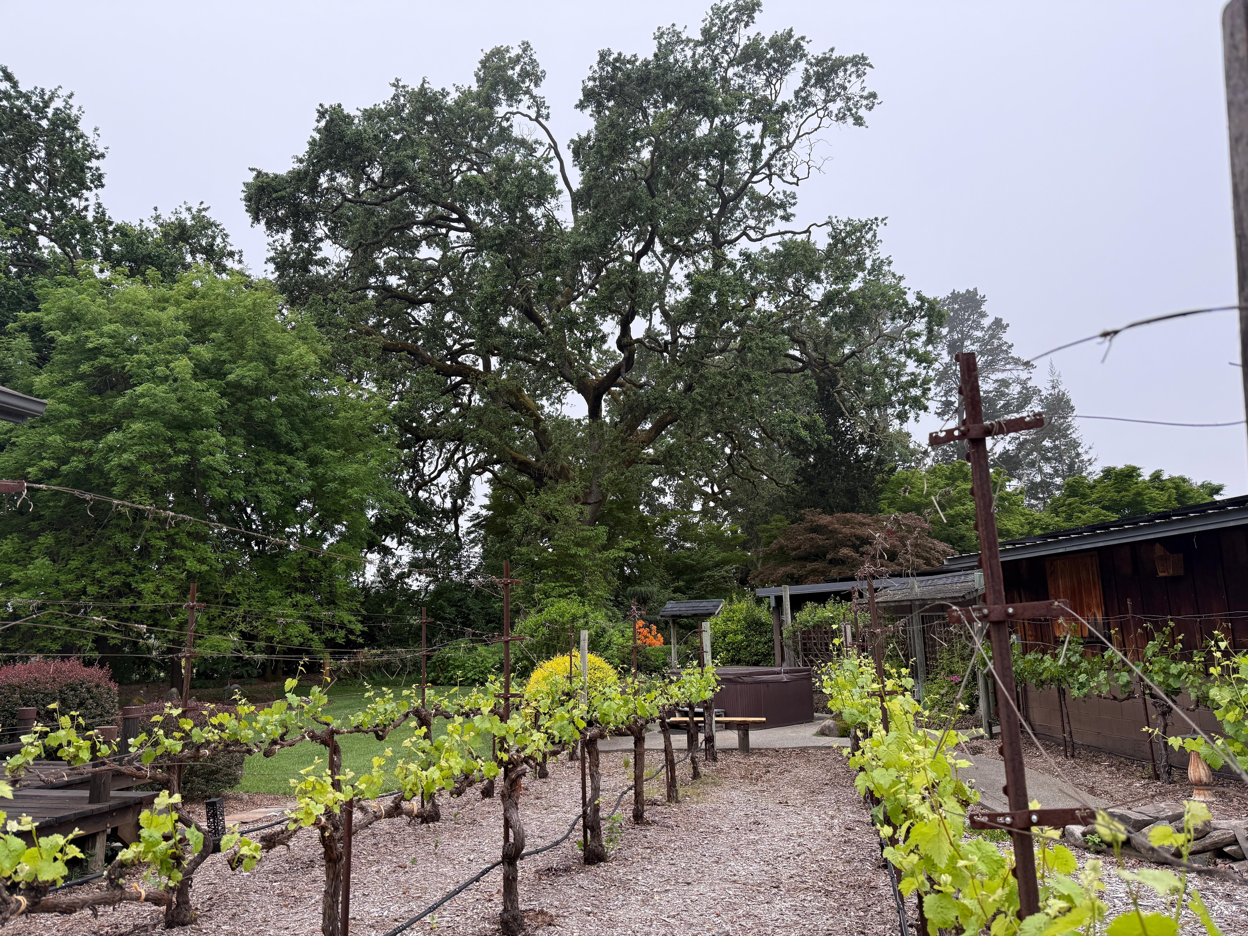 vines on property, very cool 