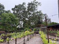 vines on property, very cool