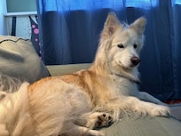 My dog resting on the comfy sofa after a long day....