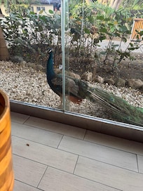 This pooped on several guests
