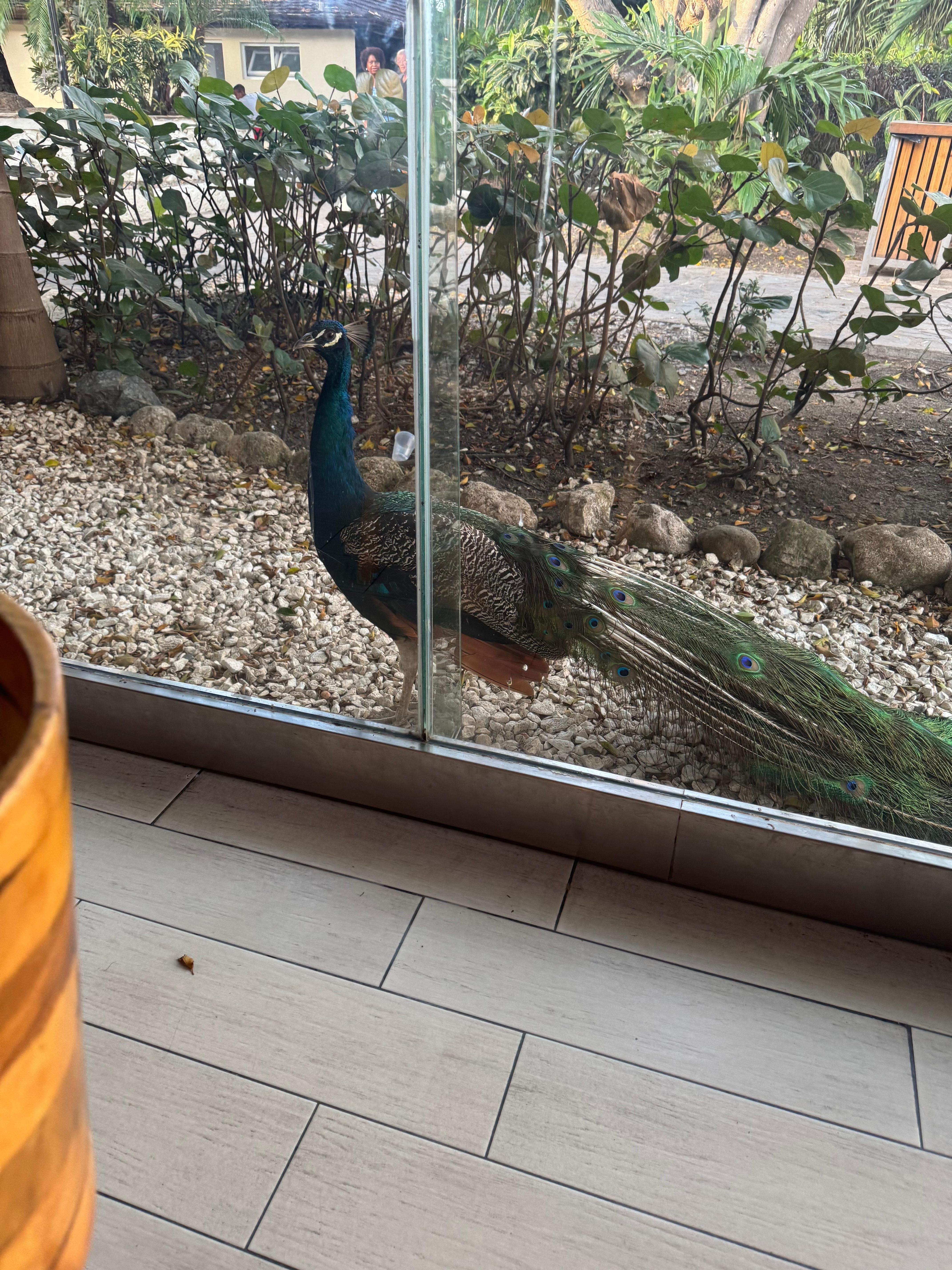 This pooped on several guests