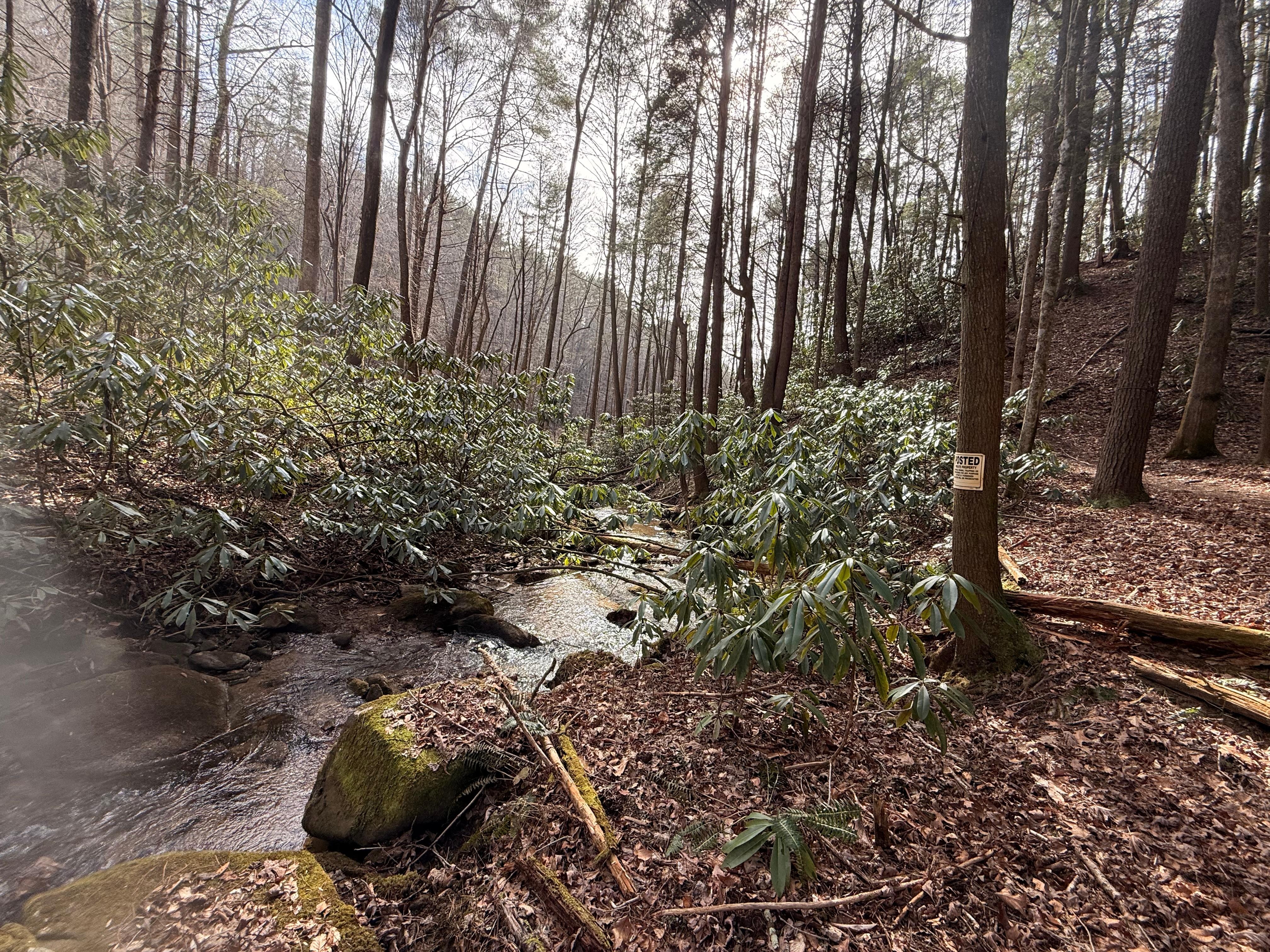 Creek below cabin