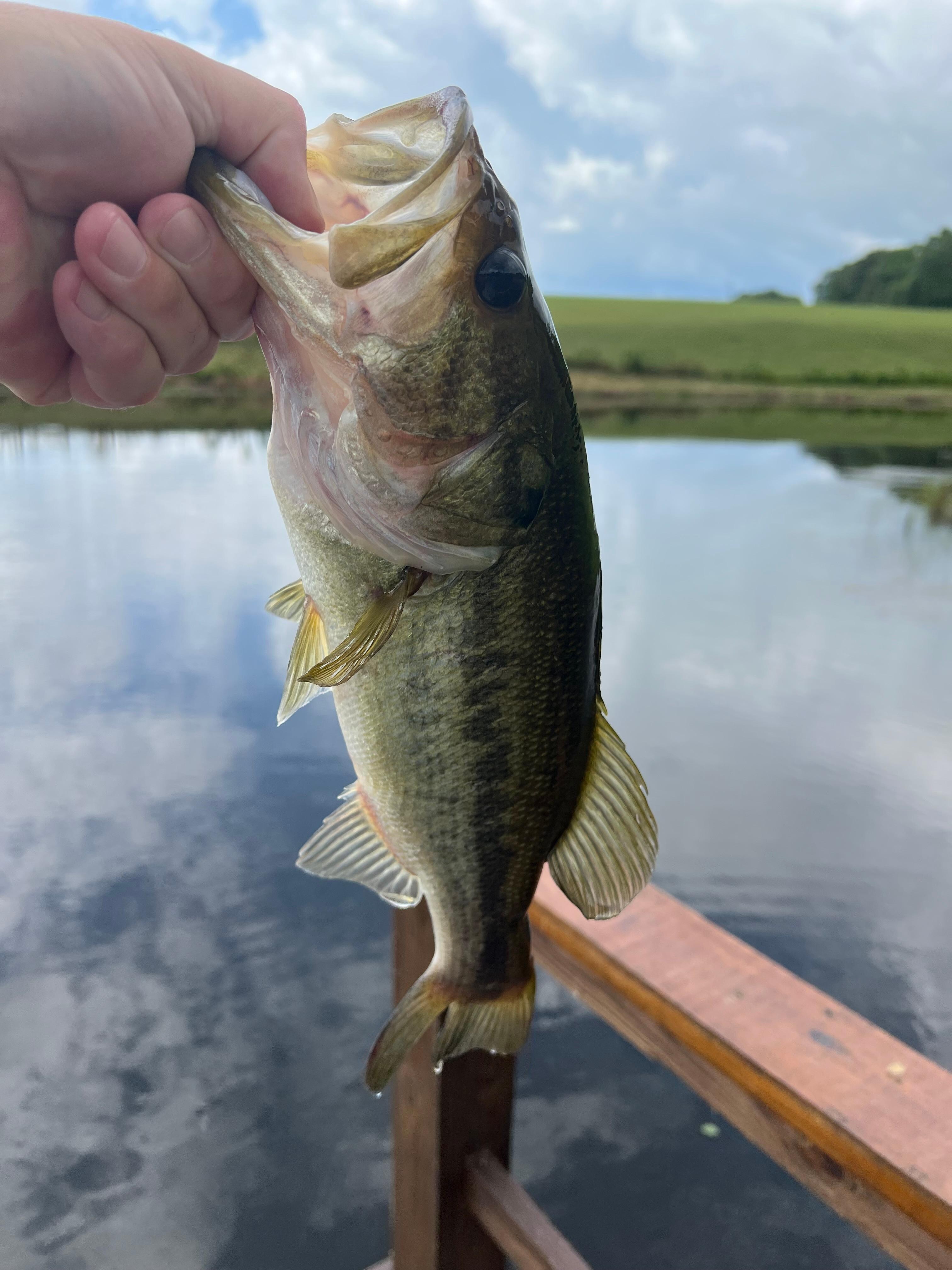 Caught 25 plus bass and one Crappie that tried to kill me!