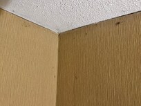 Black mold everywhere