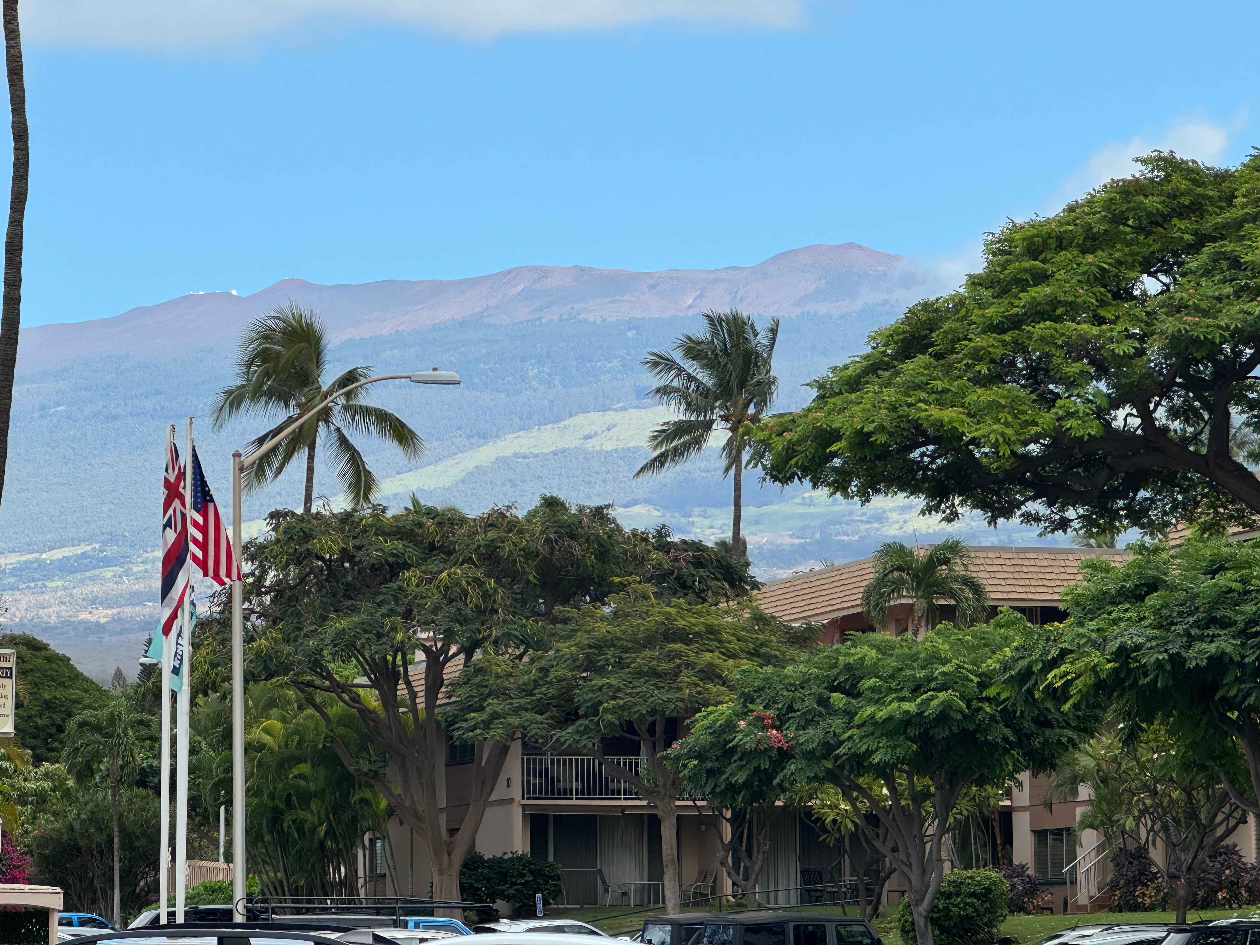 View of unit between two tall palm trees