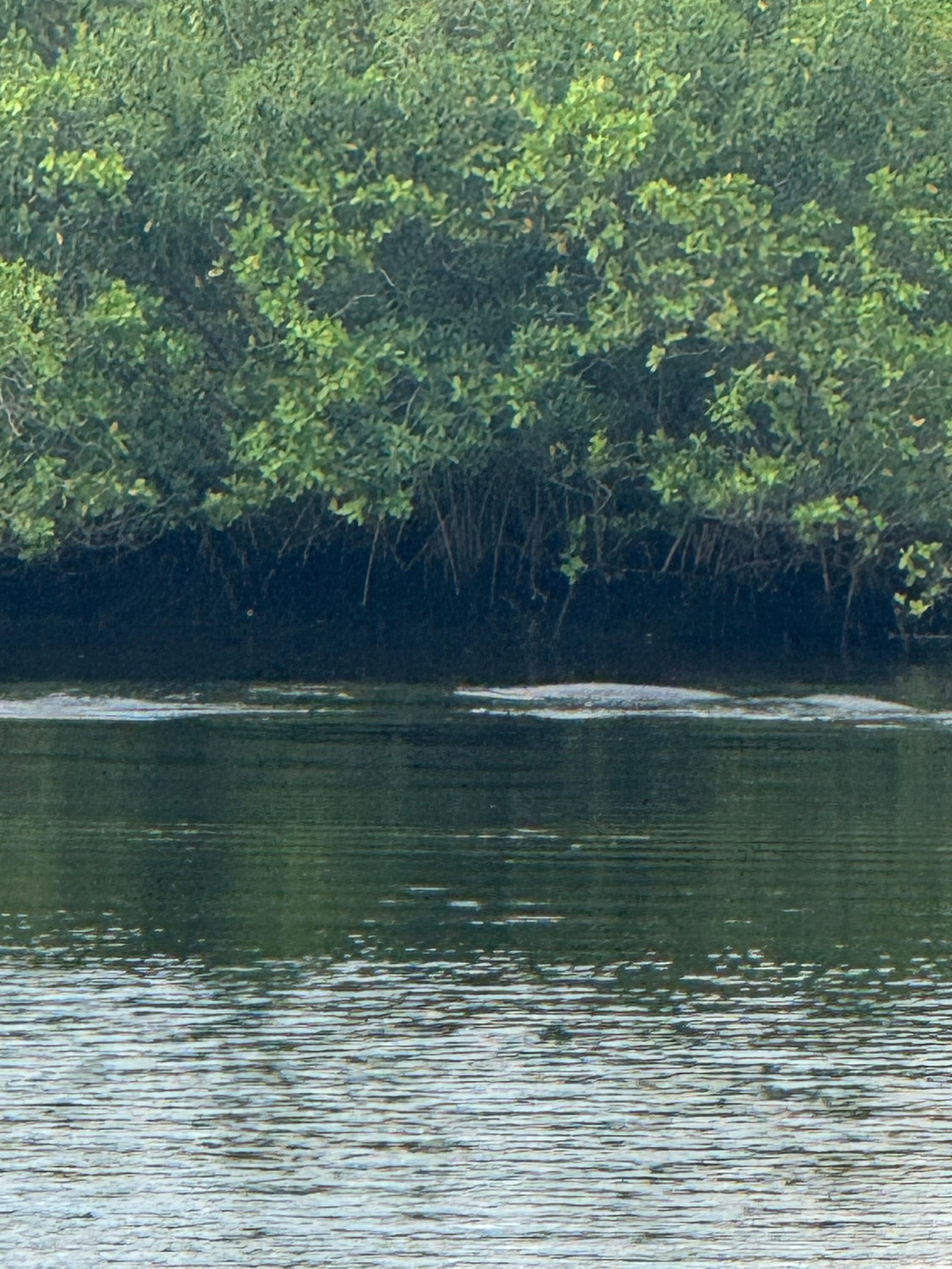 I wish I could upload video!  Manatee ❤️