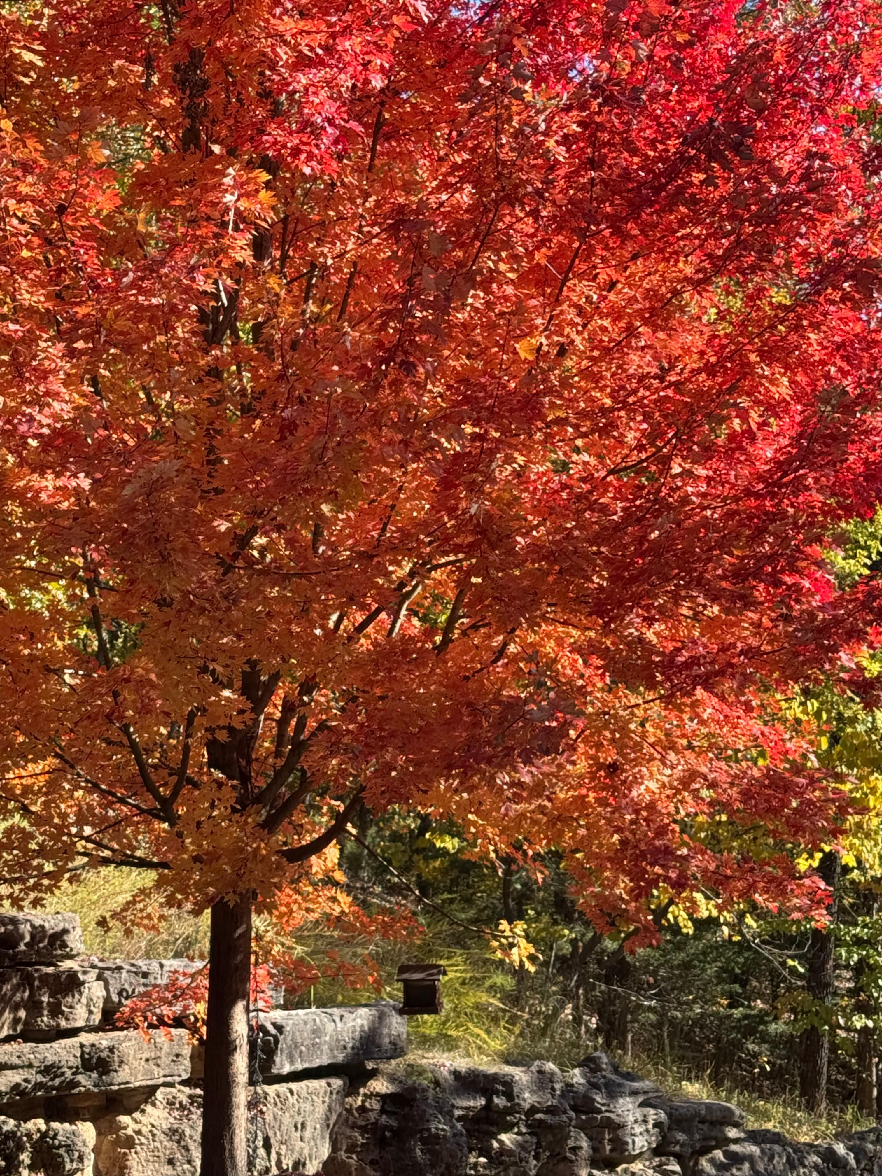 Trees were beautiful