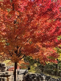 Trees were beautiful