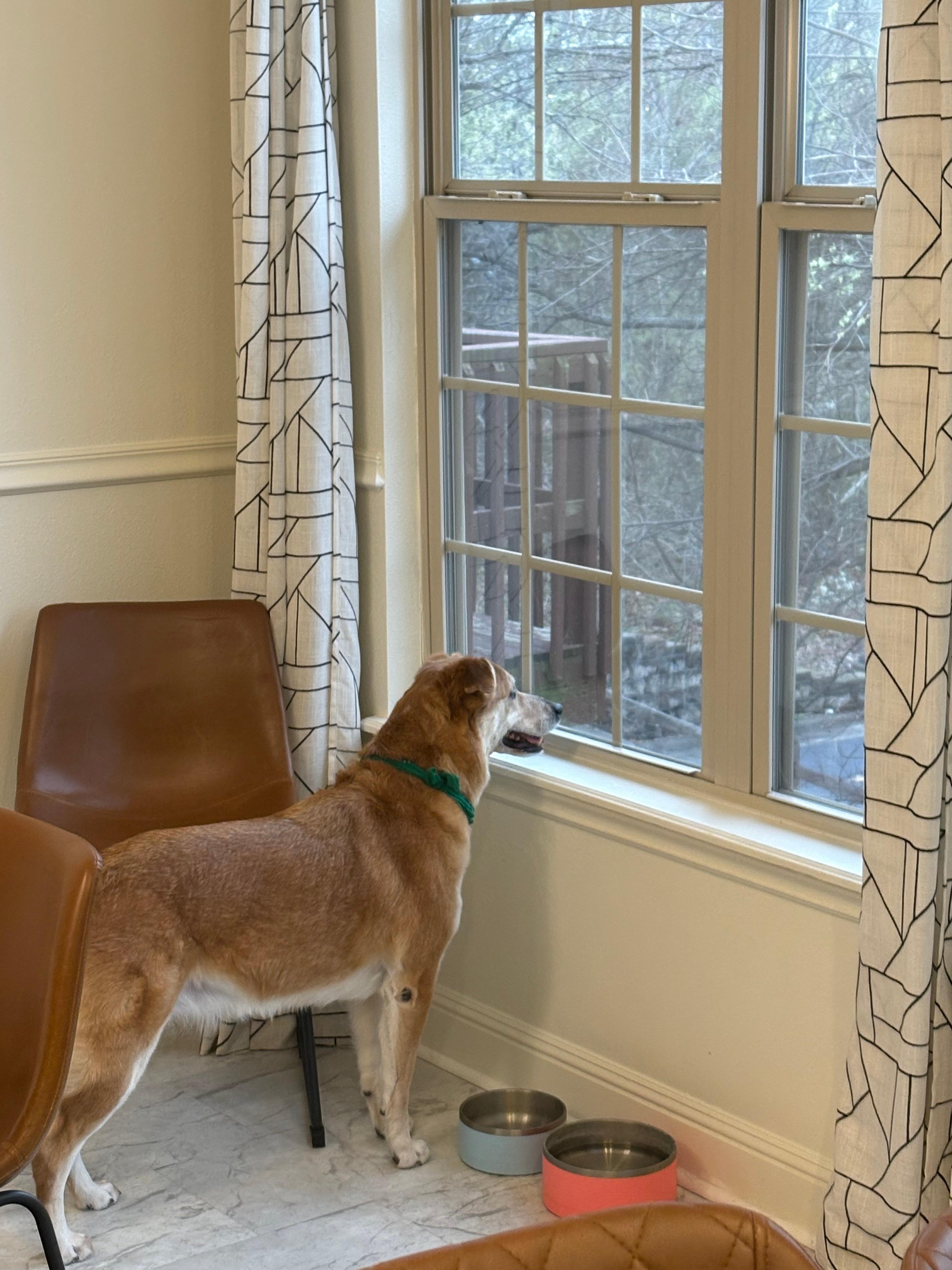 Our “5th” child watching the squirrels! 😆