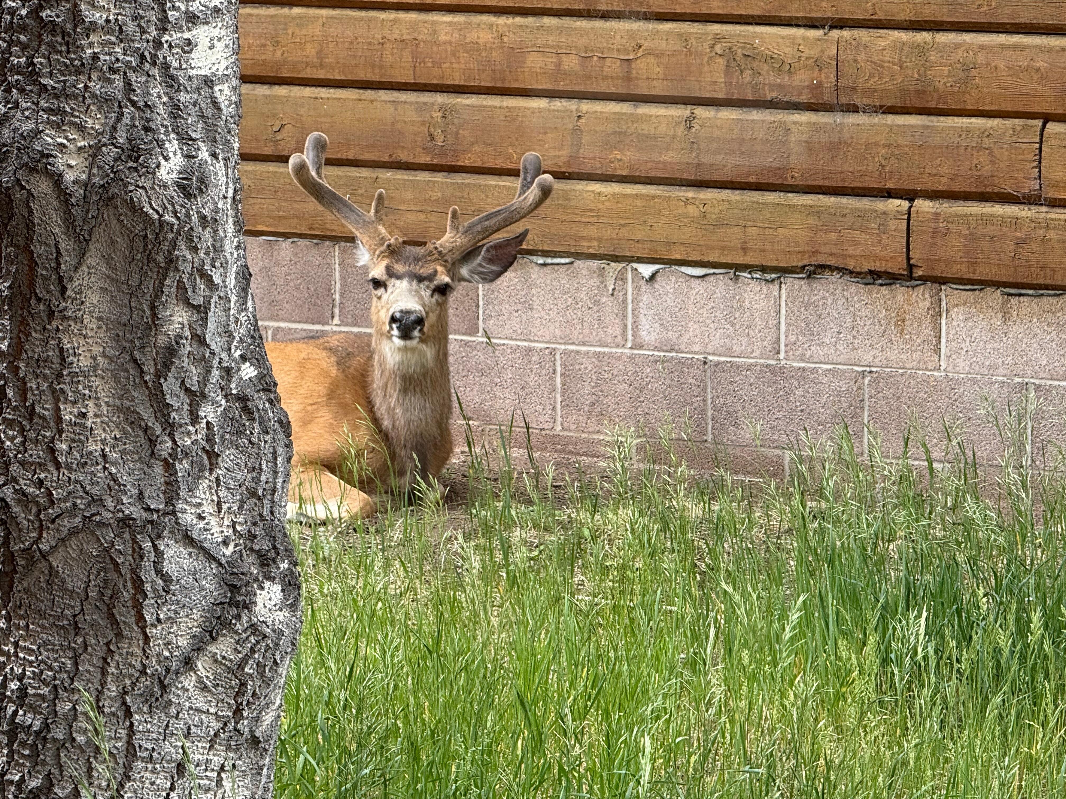 This guy hung out next door for a few hours! 
