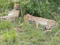 Cheetah