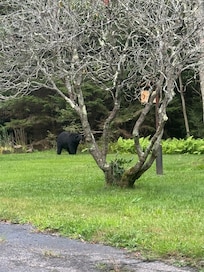 Beautiful visitor