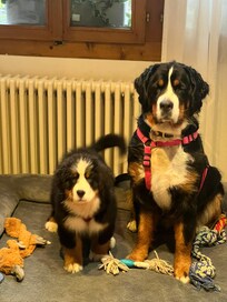 Sweetest pups!
