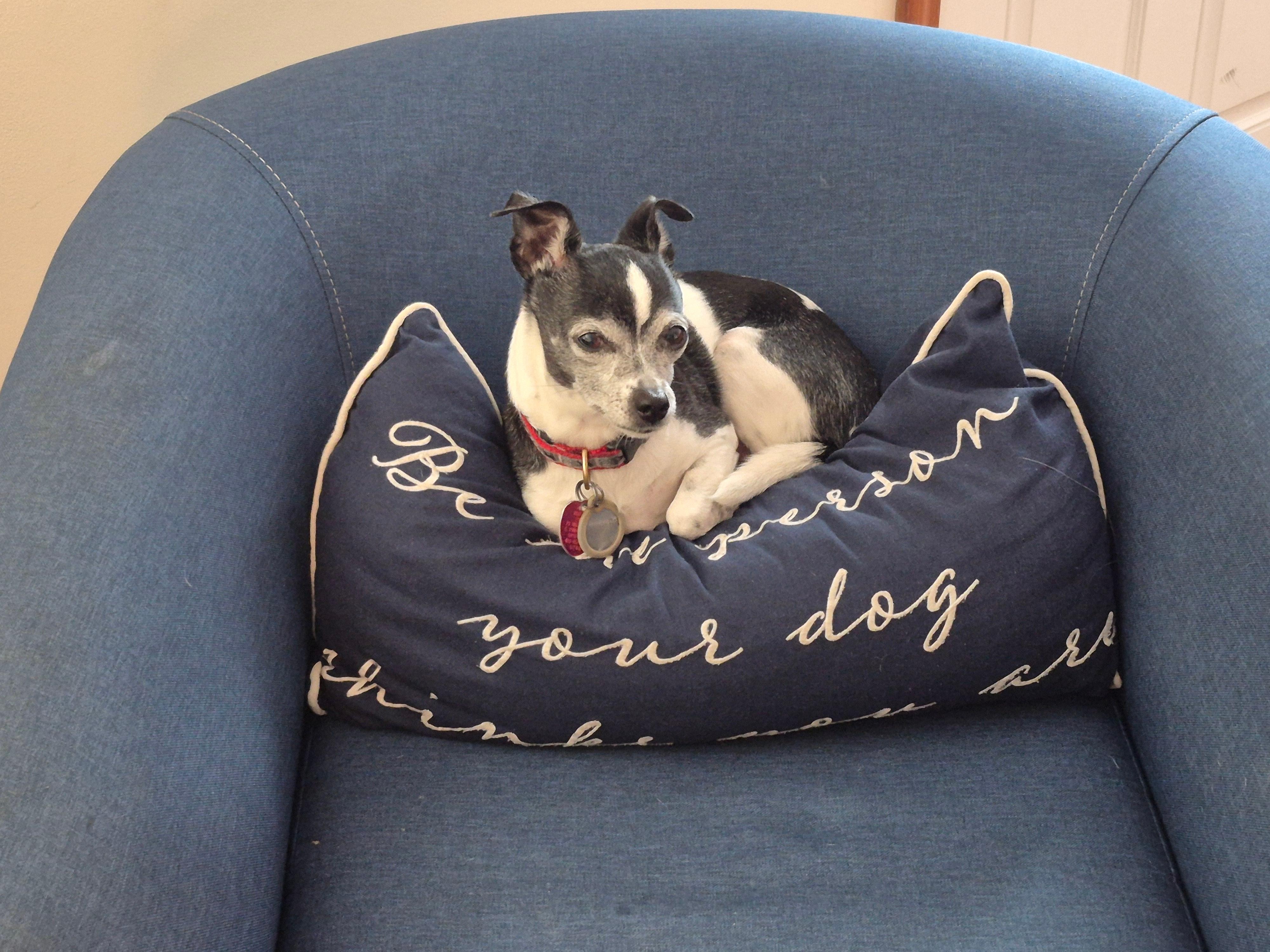 Comfy for humans AND "your little dog too!"