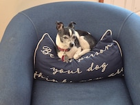 Comfy for humans AND "your little dog too!"