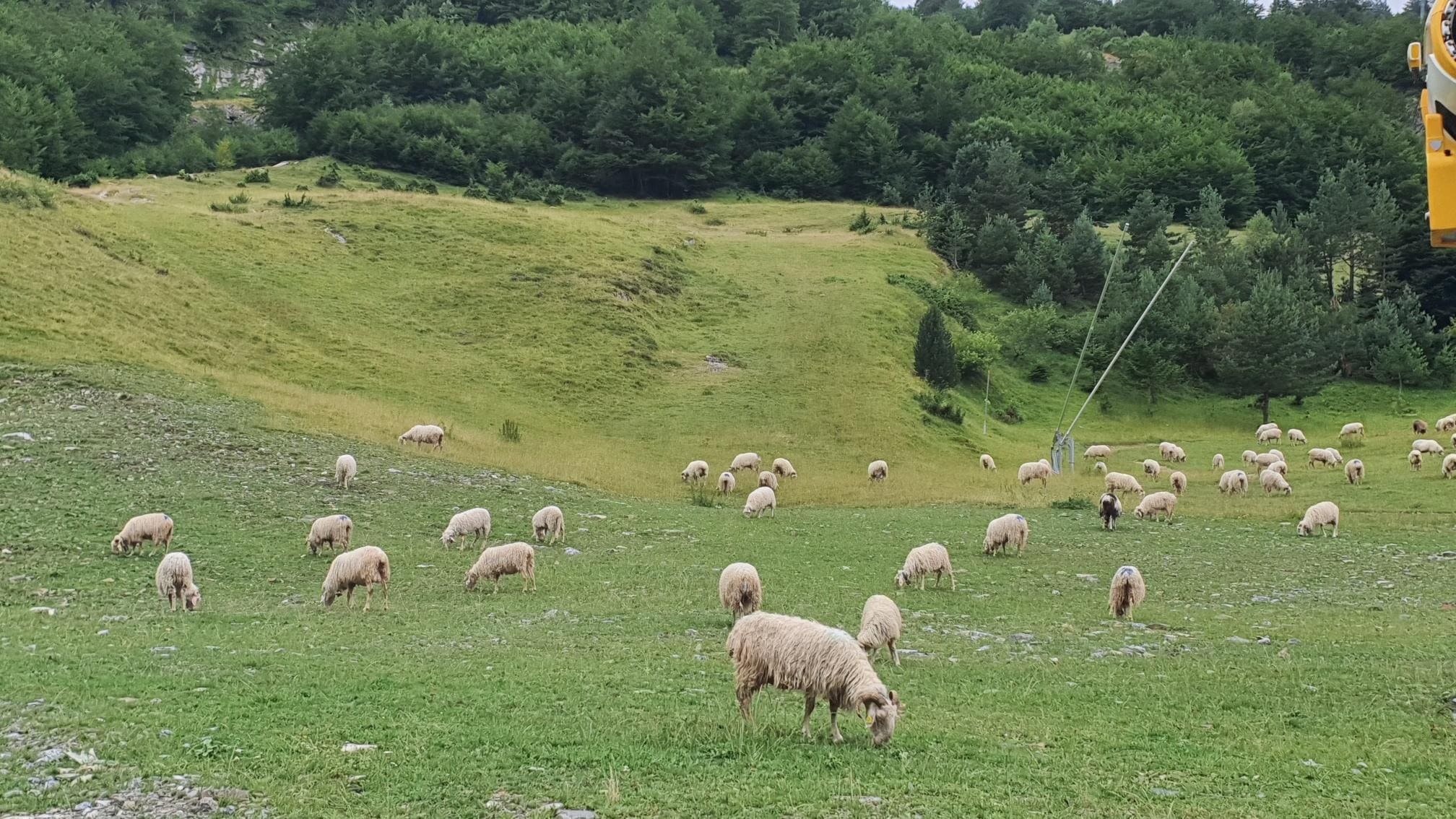 Moutons en semi liberté