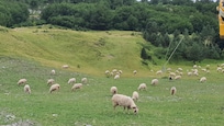 Moutons en semi liberté
