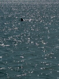 Dolphins