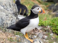 A puffin at Elliston.
