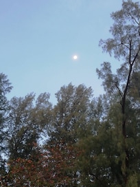 The moonlight top of pine tree.