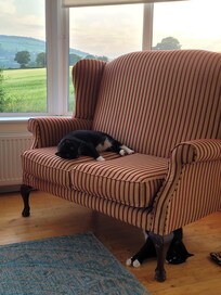 This is the first night we arrived after a very stressful international flight. The cats felt comfortable right away. We were very careful about keeping the house clean, because we are extremely grateful that our pets were welcome here.