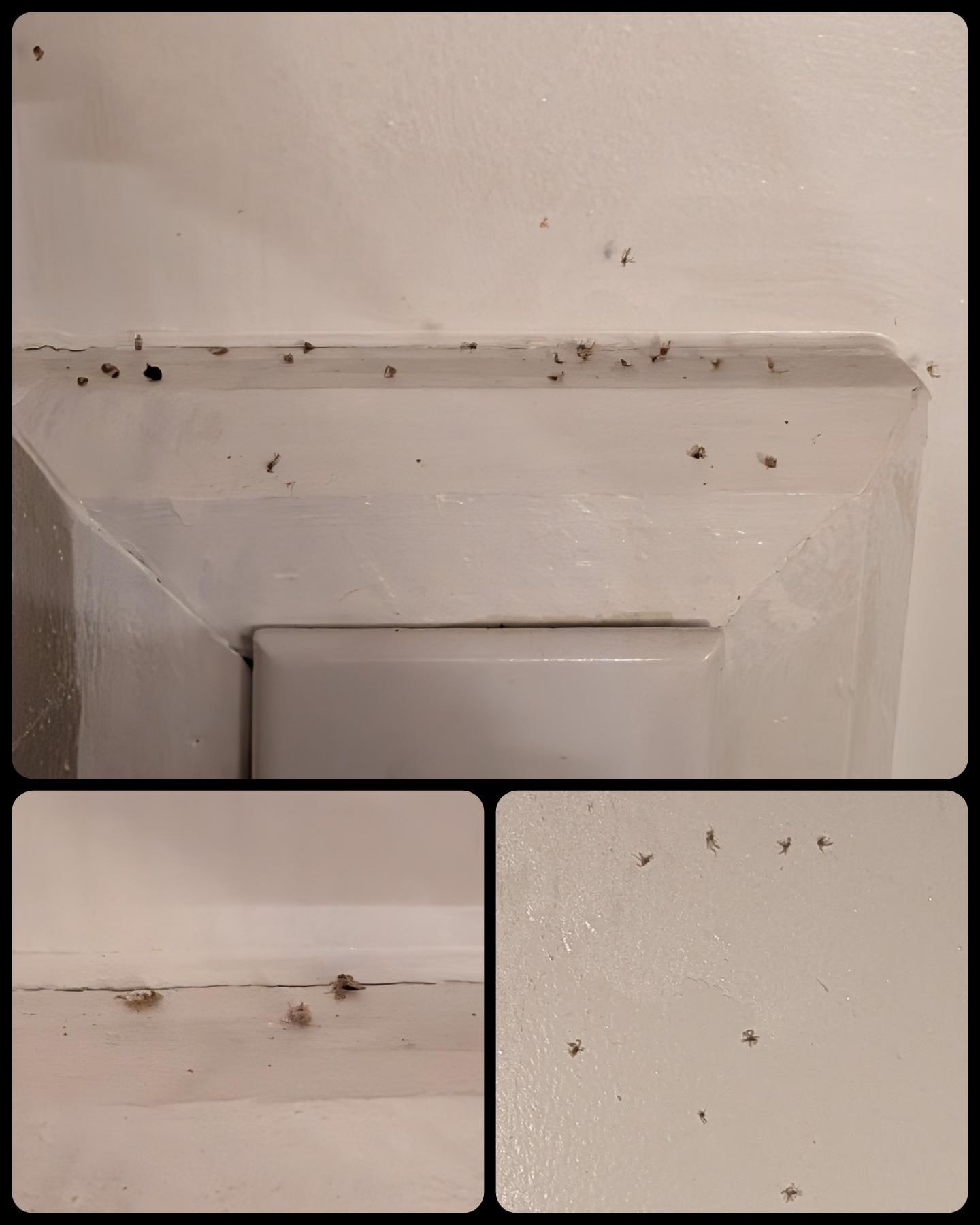 Multiple areas and walls with dead bugs all over