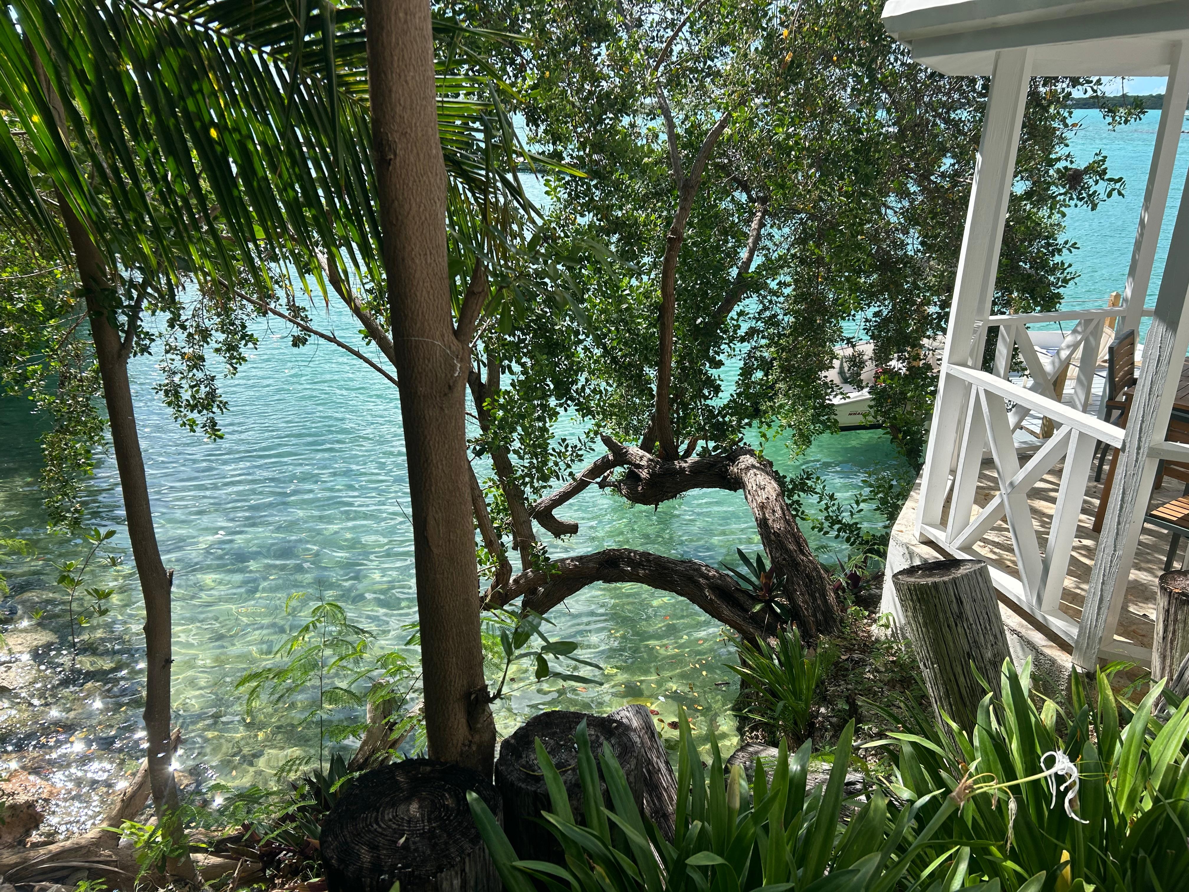 So much to see at the bottom of your rental stairs ... turtles, fish, starfish, even a nurse shark swam by.