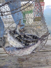 First day's catch. Not a bad haul!