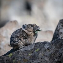 The cabins close proximity to the north end of Yellowstone allowed us to get to Sheepeater Cliffs, where the Pika live.