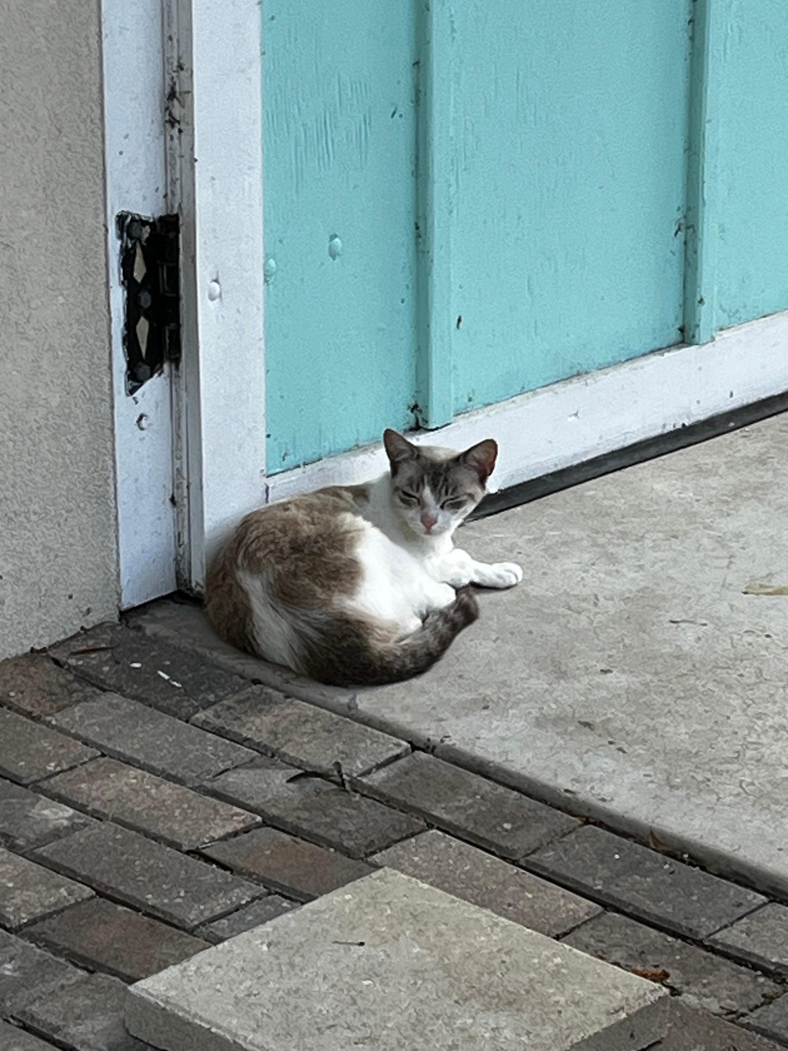 Kitty on patrol duty😆