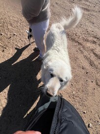 Lucy greeted us everyday