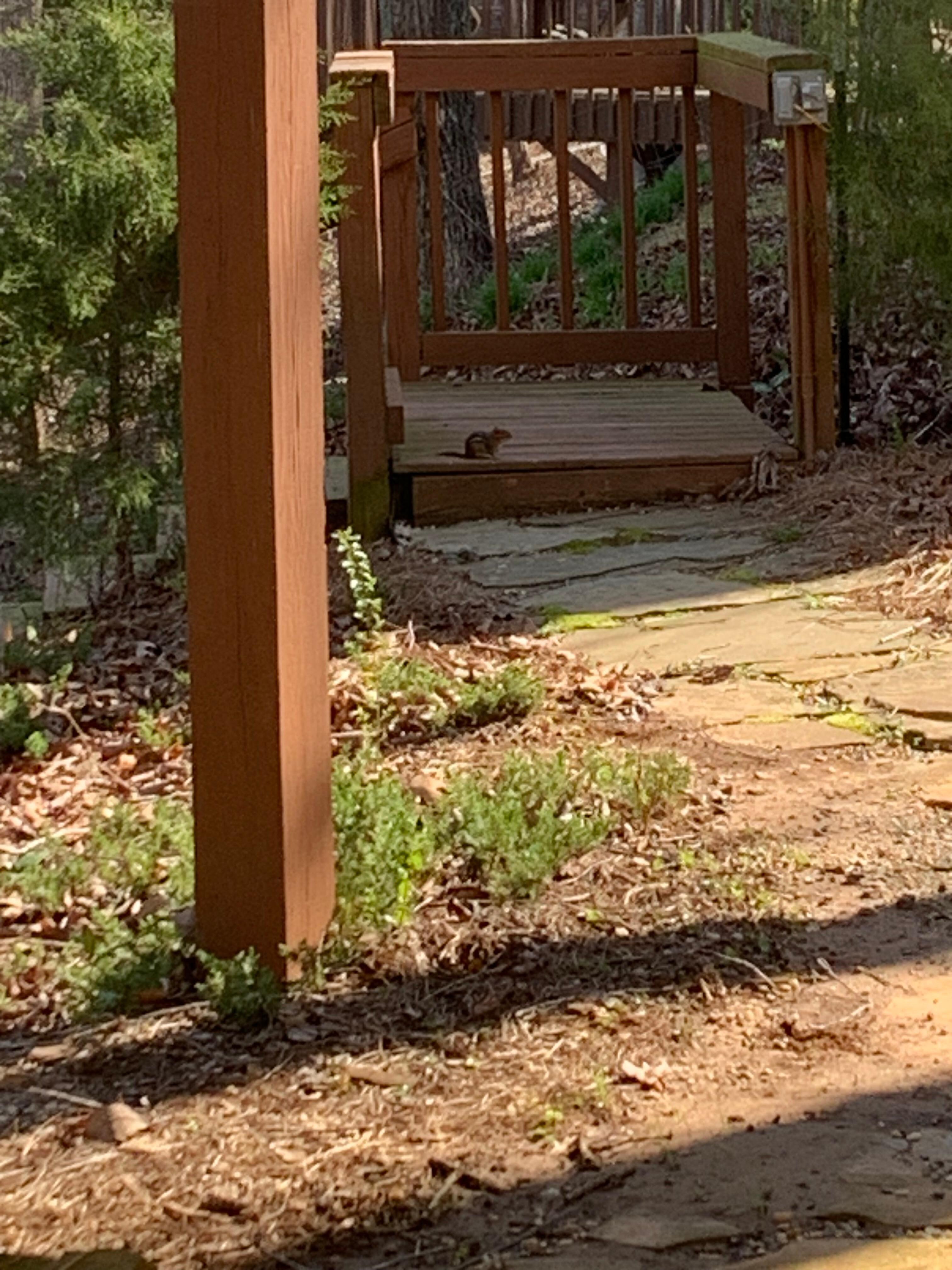 We saw a chipmunk! First time Ive seen one in a long time