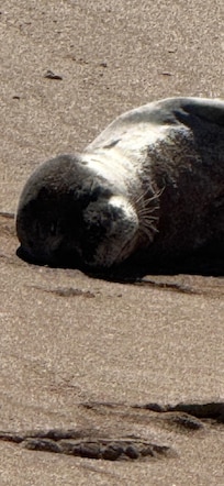 Sleepy seal at salt pond