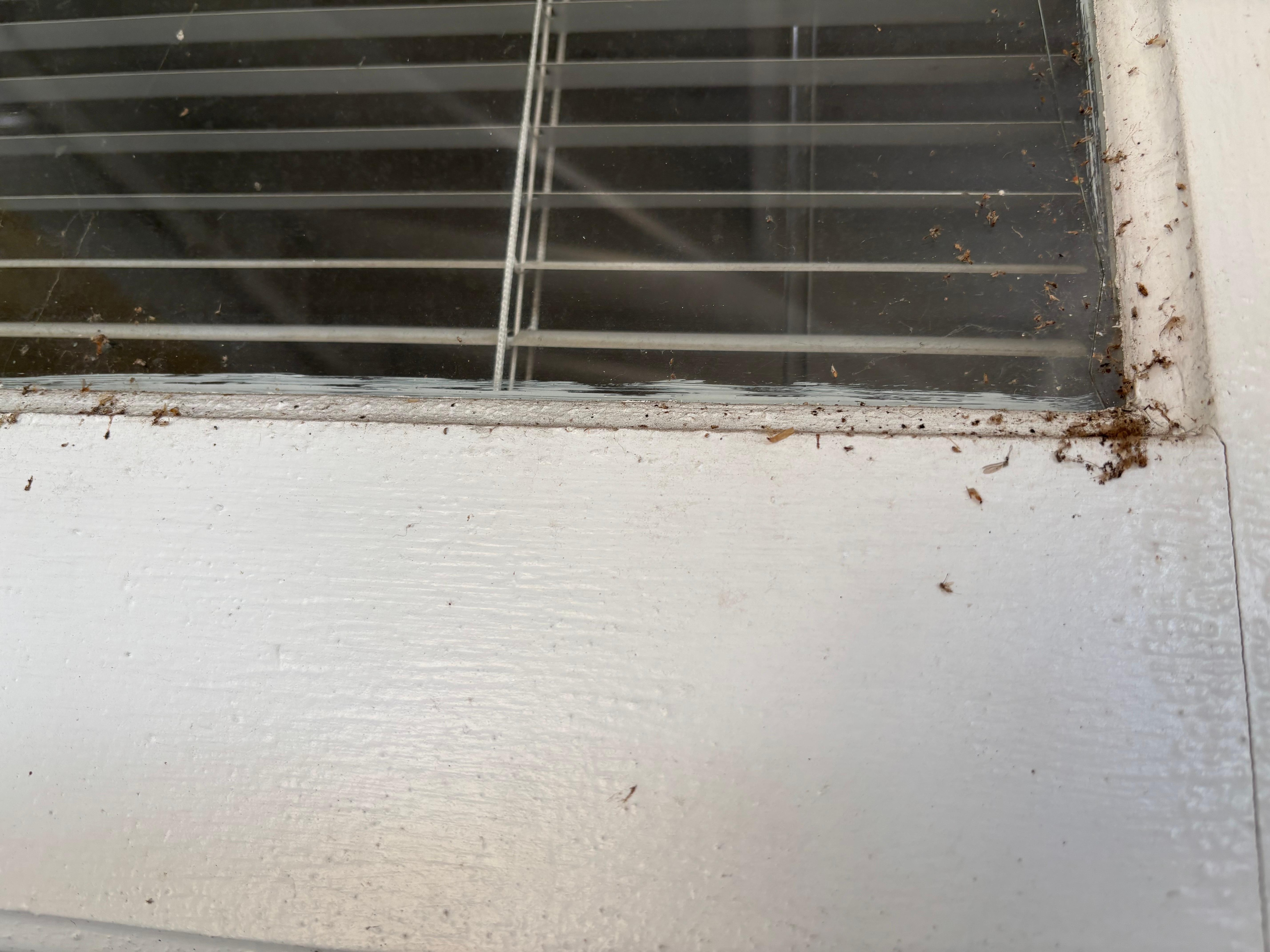 dirt, dead bugs, and webs