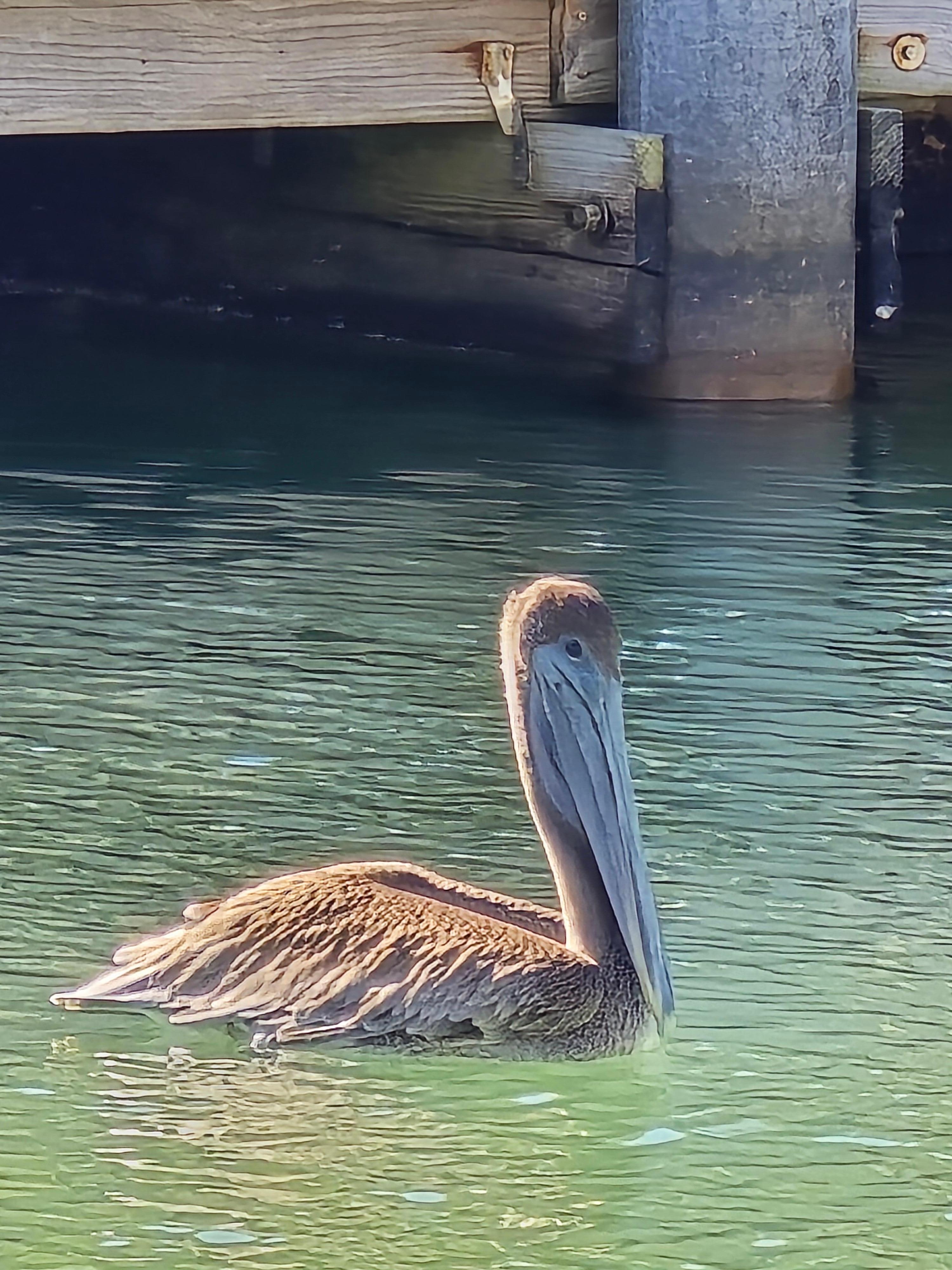 Local wildlife on canal running across the back of the property