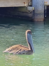 Local wildlife on canal running across the back of the property