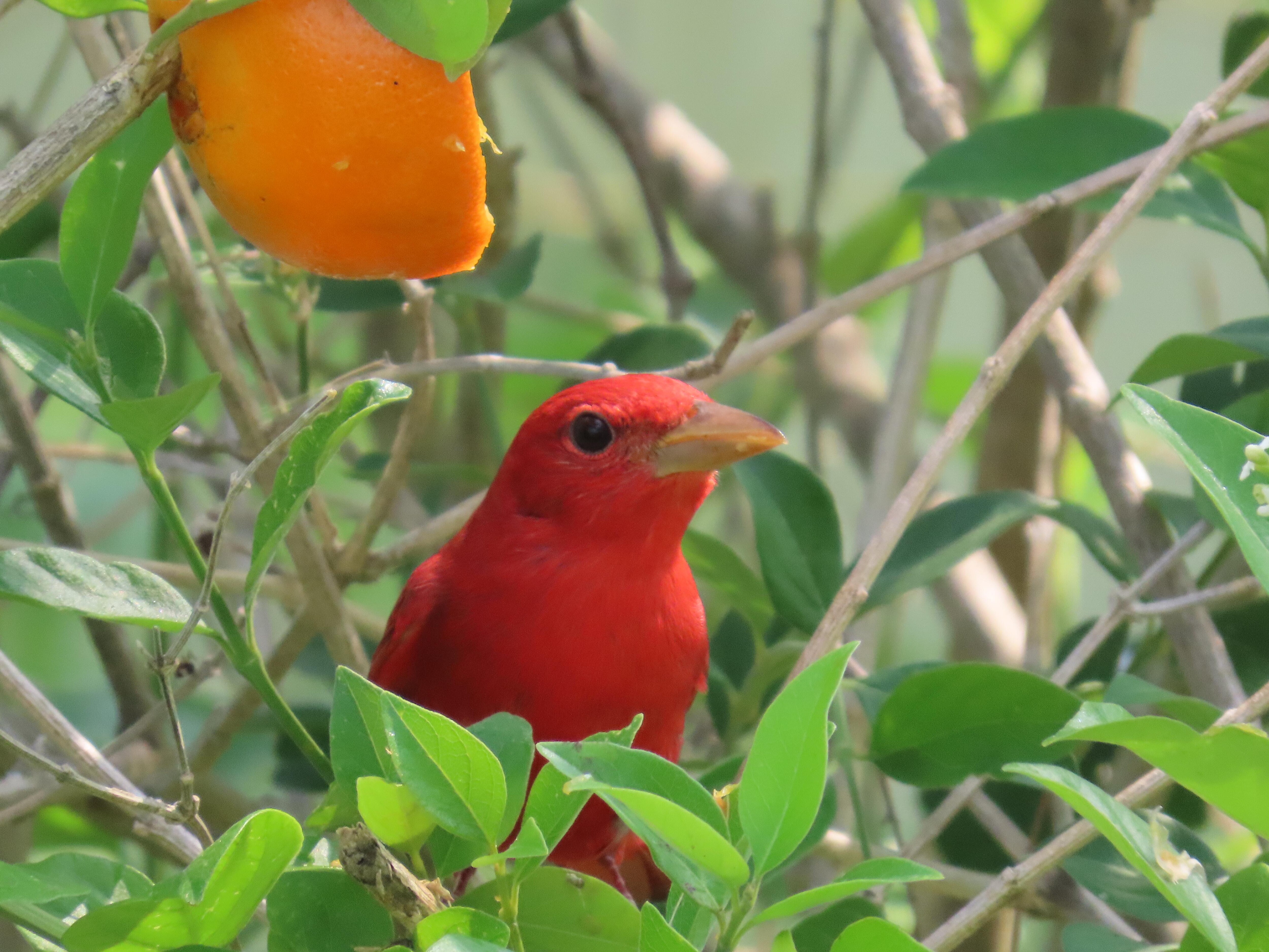 Summer Tanager