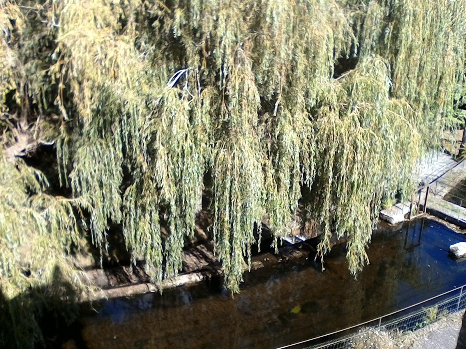 canal de agua que alimenta el molino desde la ventana habitacion.