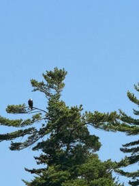 Saw eagles every day…ho hum