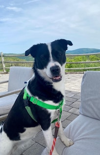 Happy pup at 12 Ridges Vineyard