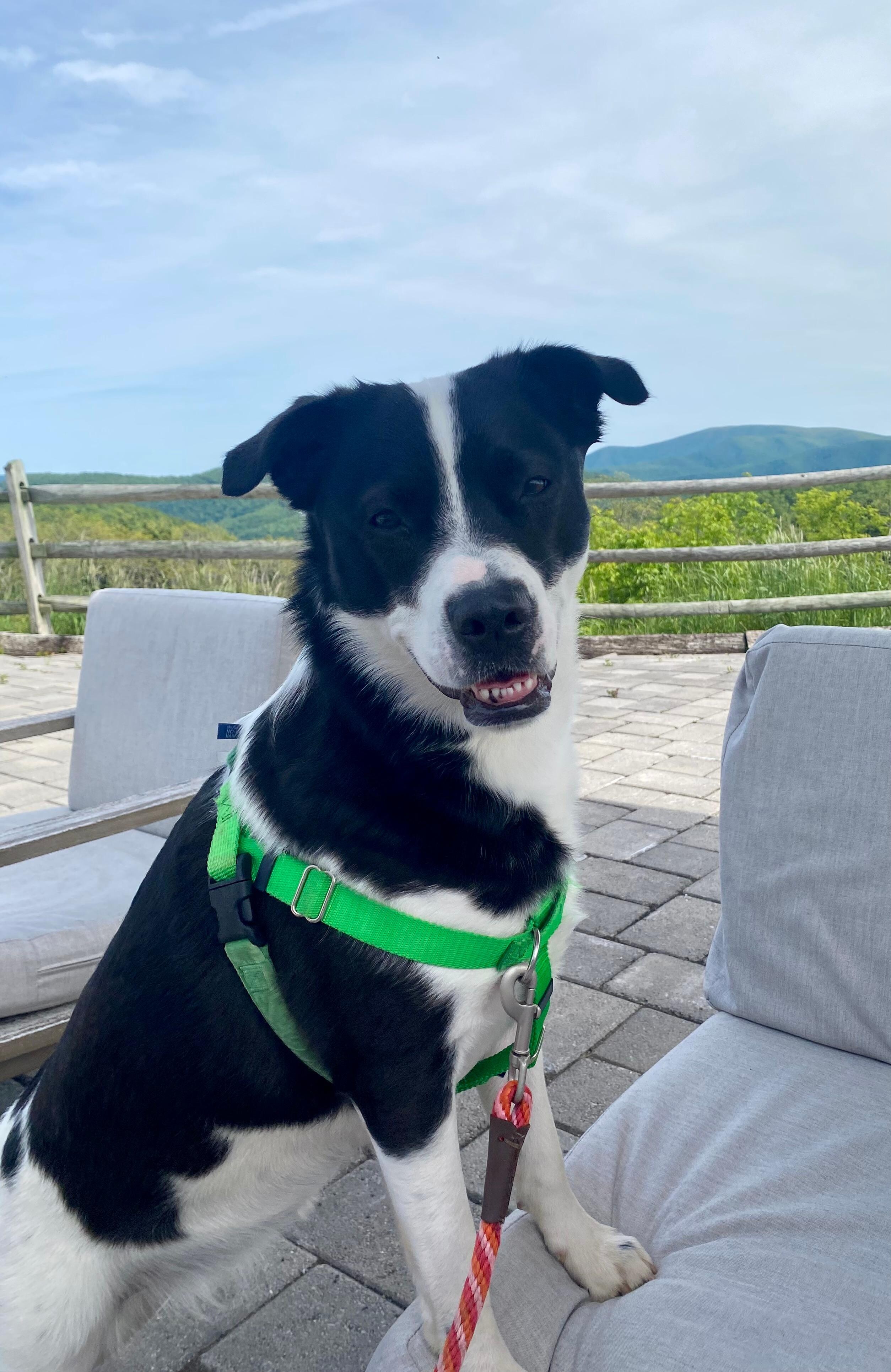Happy pup at 12 Ridges Vineyard 