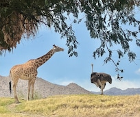 Living Desert
