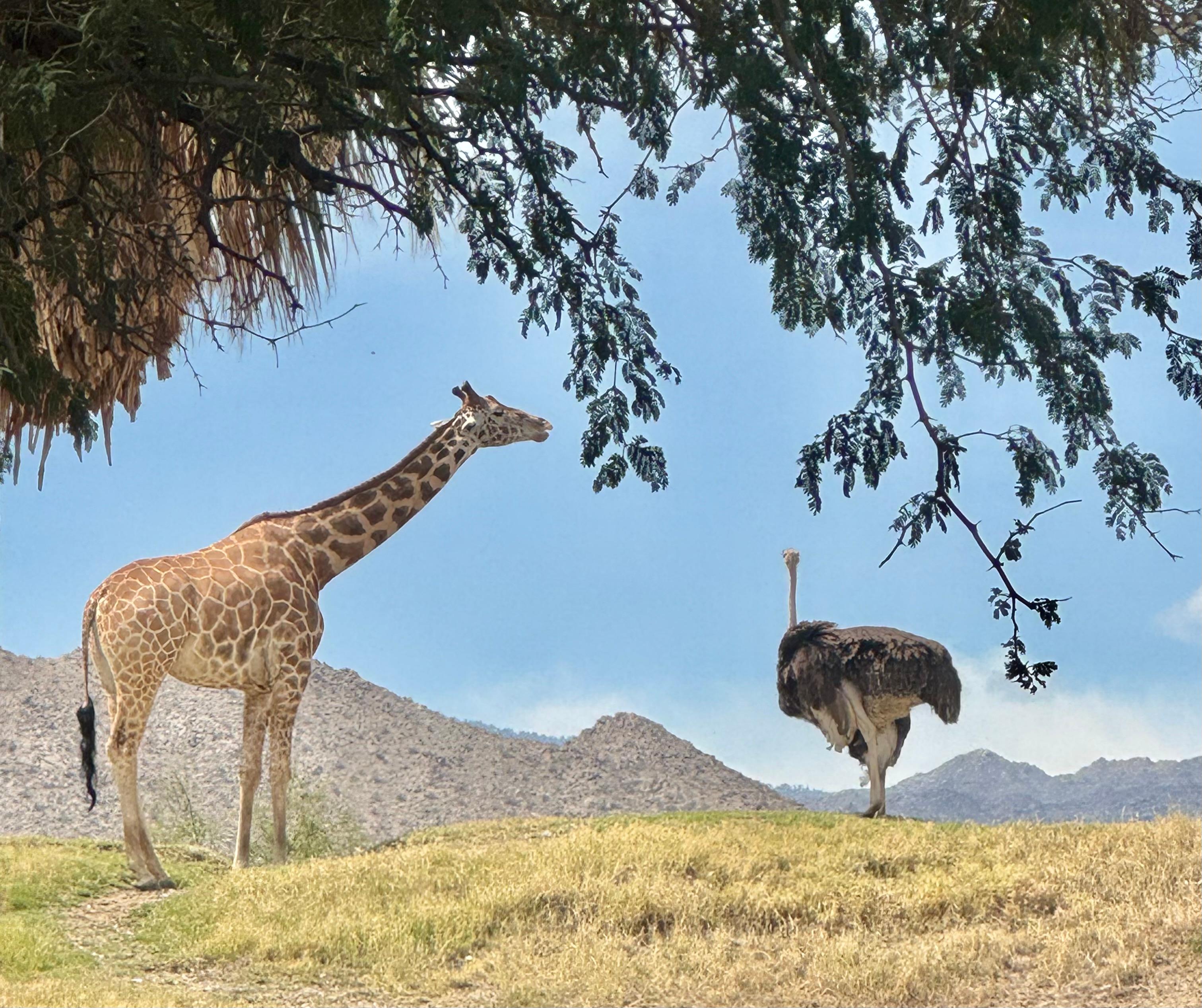 Living Desert