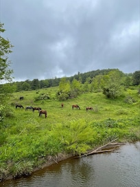 Catskill Scenic Trail